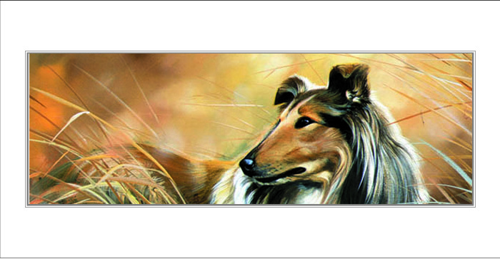 Kort Rough And Ready - Collie