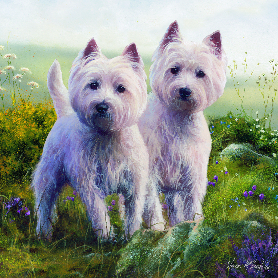 Kort Highland Terrier