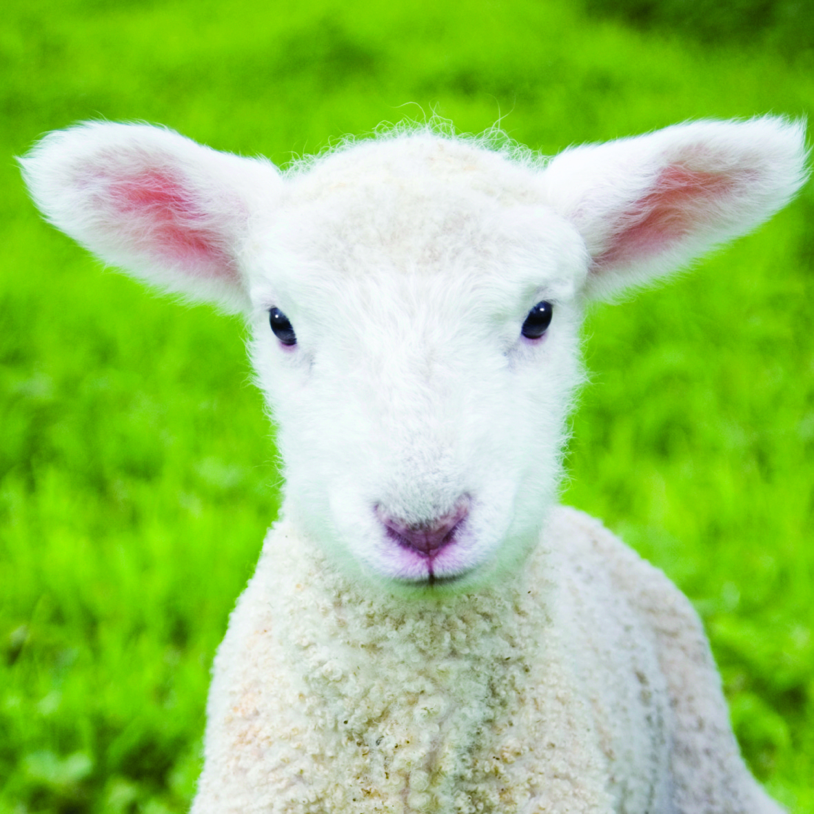 Kort Little Lamb