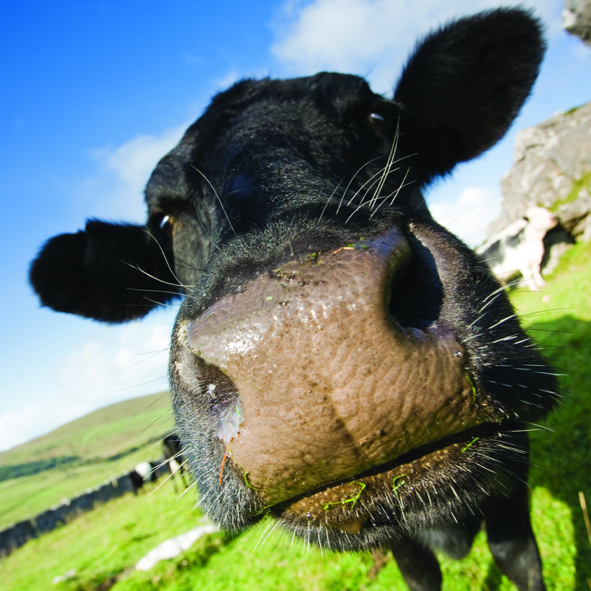 Kort Moo!