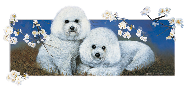 Kort Apple Blossom - Bichon frise