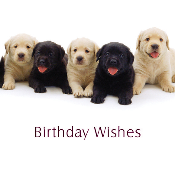 Kort Birthday Wishes