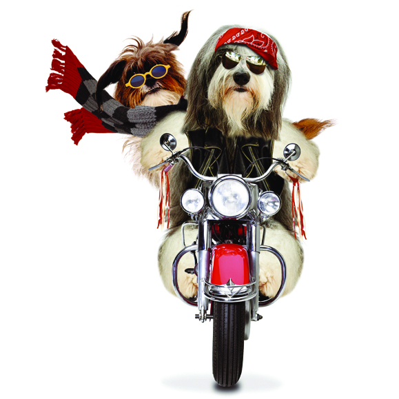 Kort Born To Be Wild