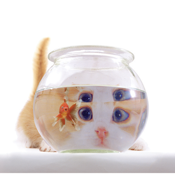 Kort Cat & Goldfish