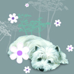 Kort Daisy Daisy