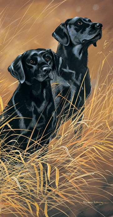 Kort Down In The Fields