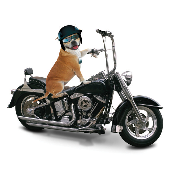 Kort Easy Rider