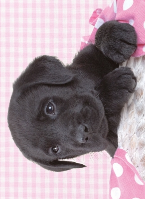 Kort Black Labrador valp
