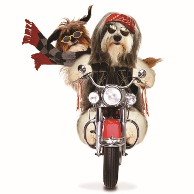Kort Born To Be Wild