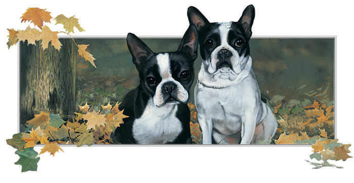 Kort Yankee Doodle Dandies - Bostonterrier