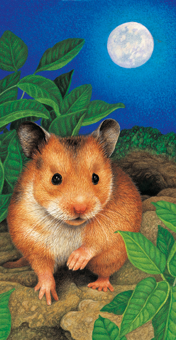 Kort Hamster