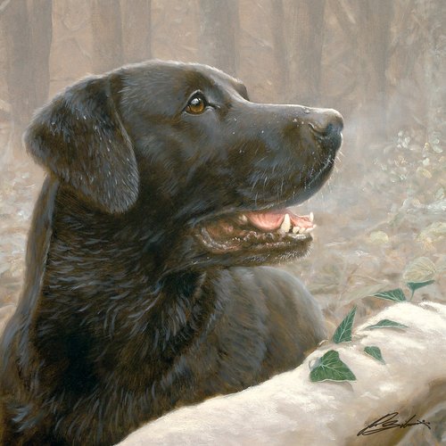 Kort - Hund & Katt