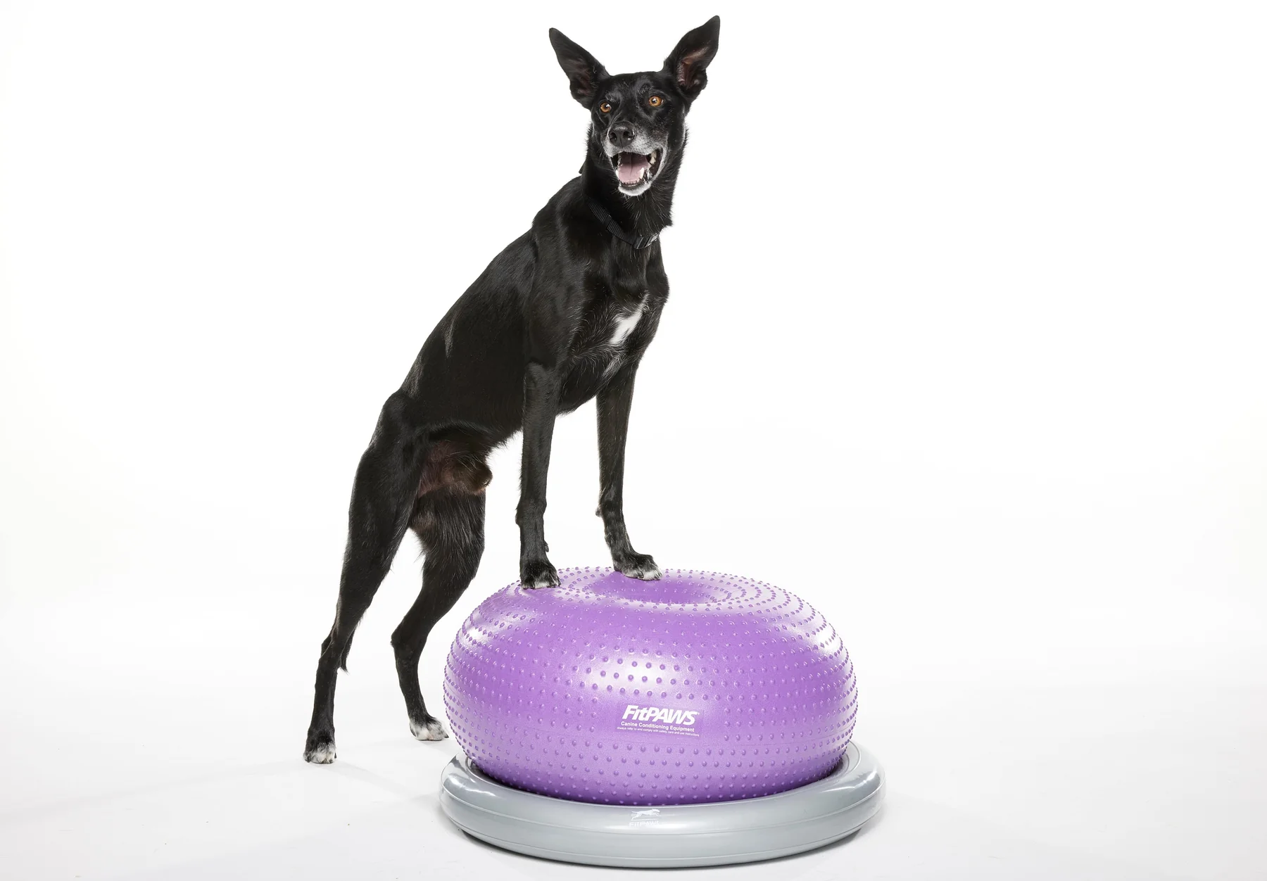 FitPAWS –  Circular Product Holder (Donut Holder) - 2