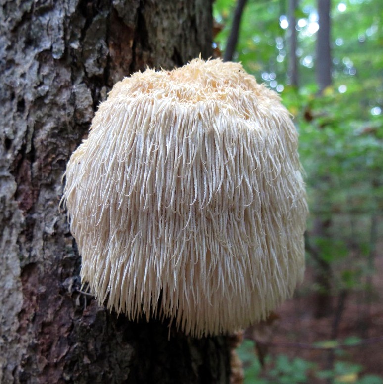 LEJONMAN (Lion's Mane) - 2