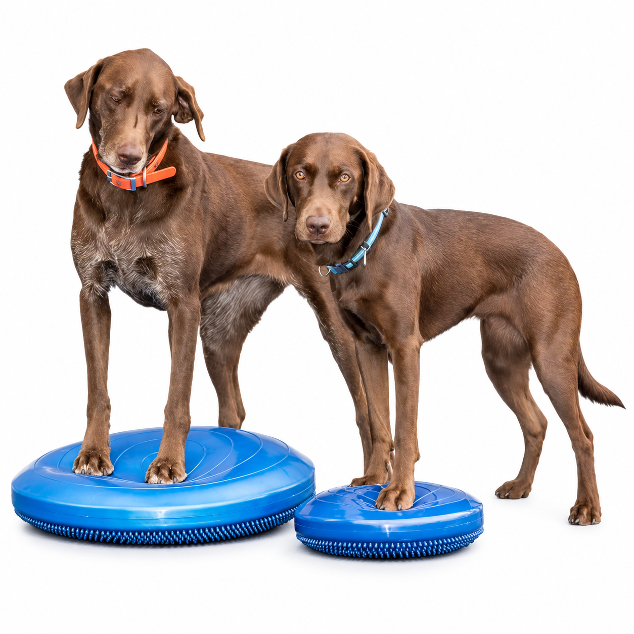 FitPAWS –  Balance Disc 46 cm - 3
