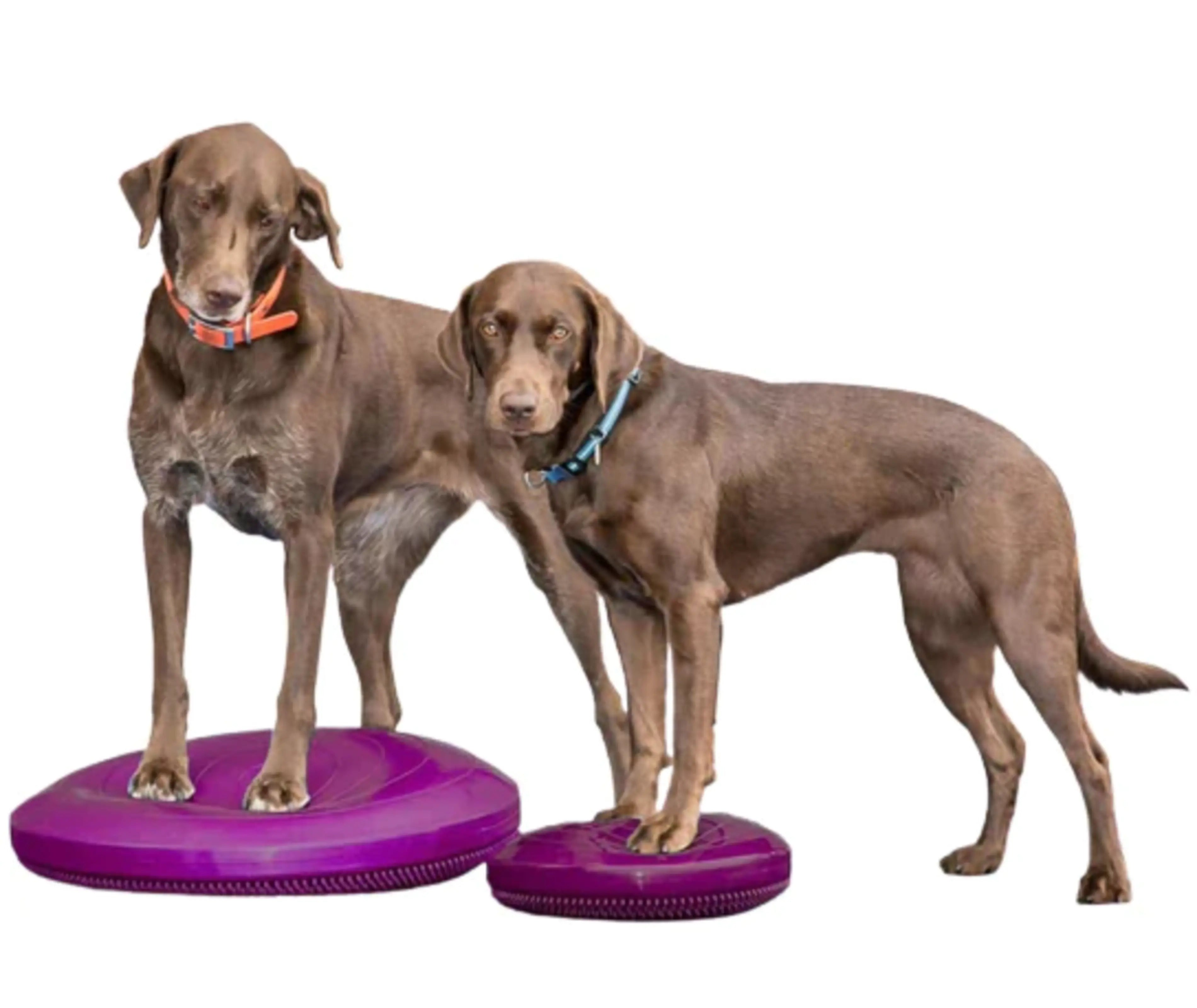 FitPAWS –  Balance Disc 46 cm - 5