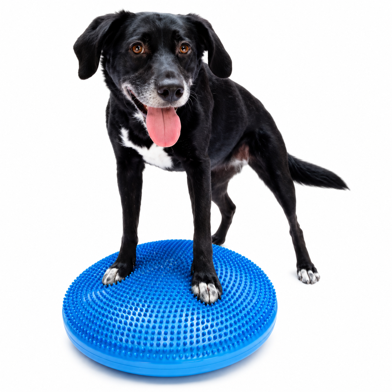 FitPAWS –  Balance Disc 46 cm - 2