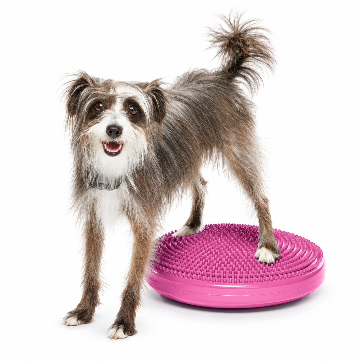 FitPAWS –  Balance Disc 56 cm - 4