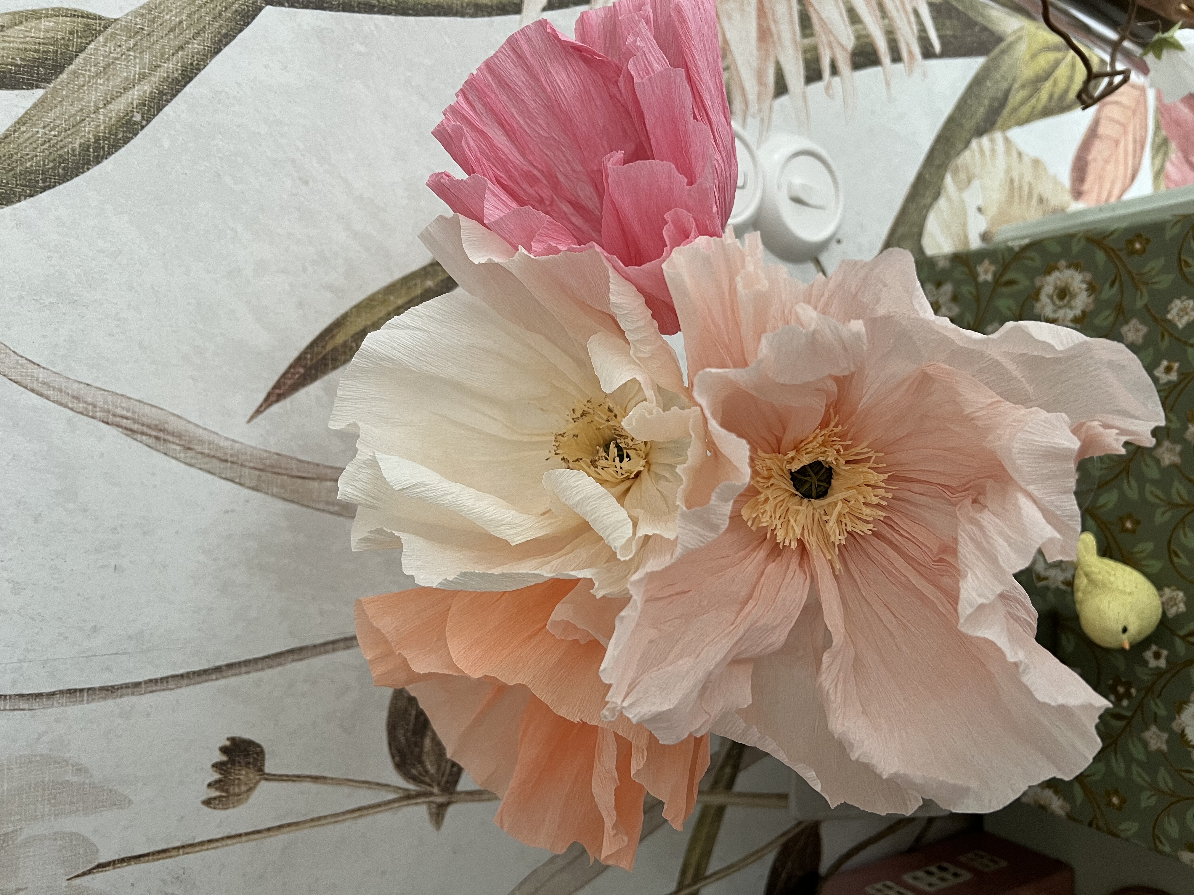 Poppy