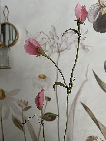 Sweet pea