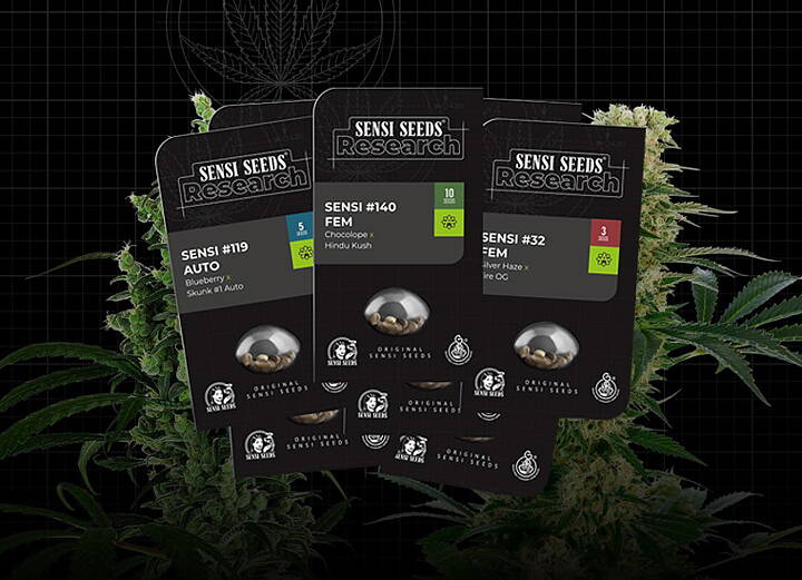 Sensi Seeds Banana Kush Cake auto 3 pack fem Sensimilla