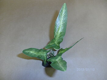 Dekoration sidenväxt syngonium 15cm