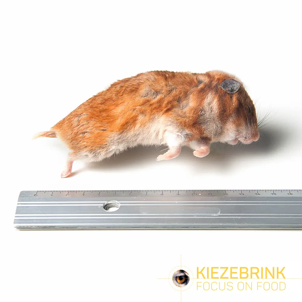 Hamster Syrian 171-250g 5st