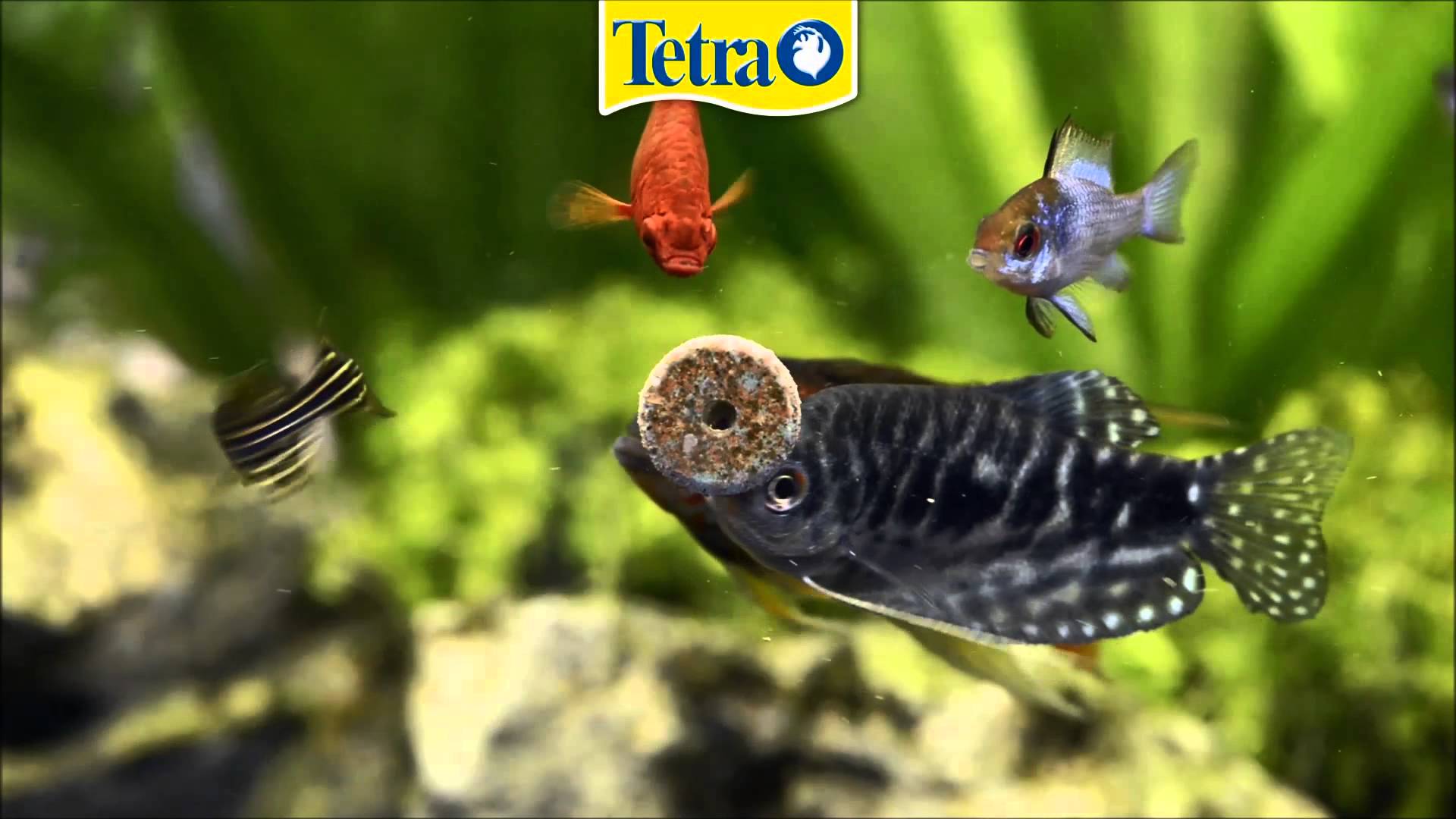 TETRA FUN/TIPS 110 Tabletter Lösvikt - 3