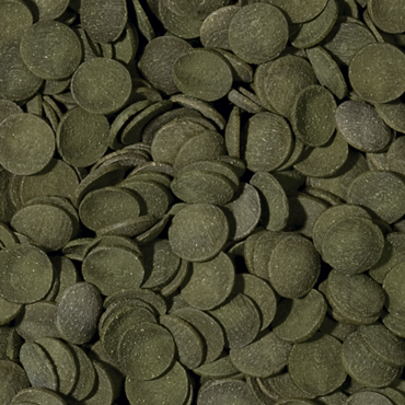 Tropical Green Algae Wafers Lösvikt - 2