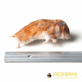 Hamster Syrian 101-170g 5st