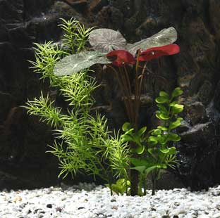 Plastväxt mix nympaea 15cm