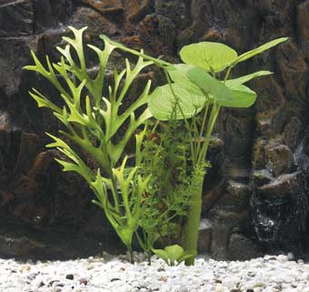 Plastväxt mix echinodorus 15cm