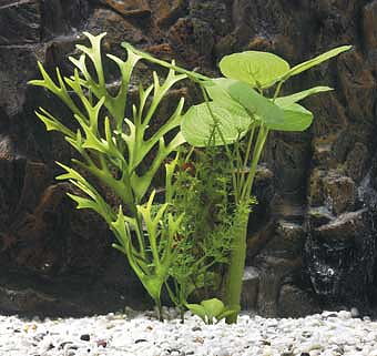 Plastväxt mix echinodorus 15cm