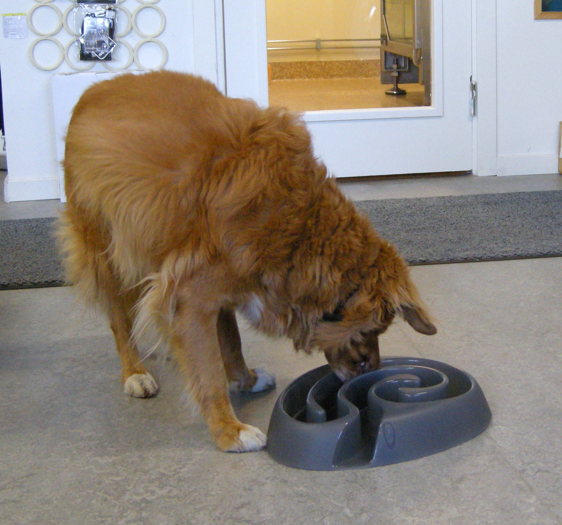 Hundleksak Dog Maze, för hund som kastar i sig maten - 2