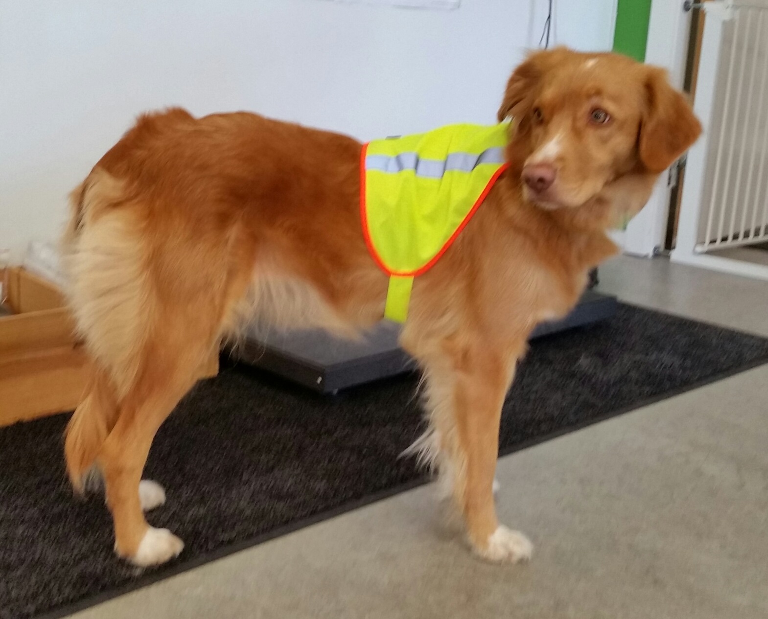  Bästa Reflexvästen till hund, snygg och enkel - 2
