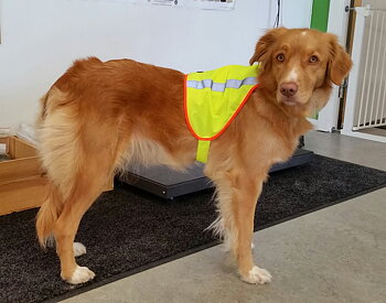  Bästa Reflexvästen till hund, snygg och enkel