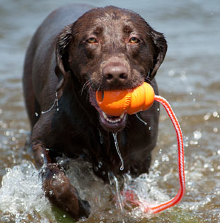 Hundleksak Kong Aqua, utmärkt vattenleksak till hunden - 2