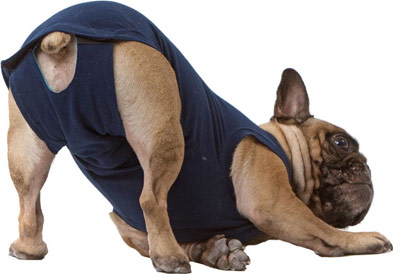 Medicinsk body Operationsdräkt Benskydd alternativ om din hund eller katt behöver halskrage 