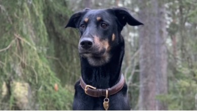 Kosttillskott och leder urin och mage 