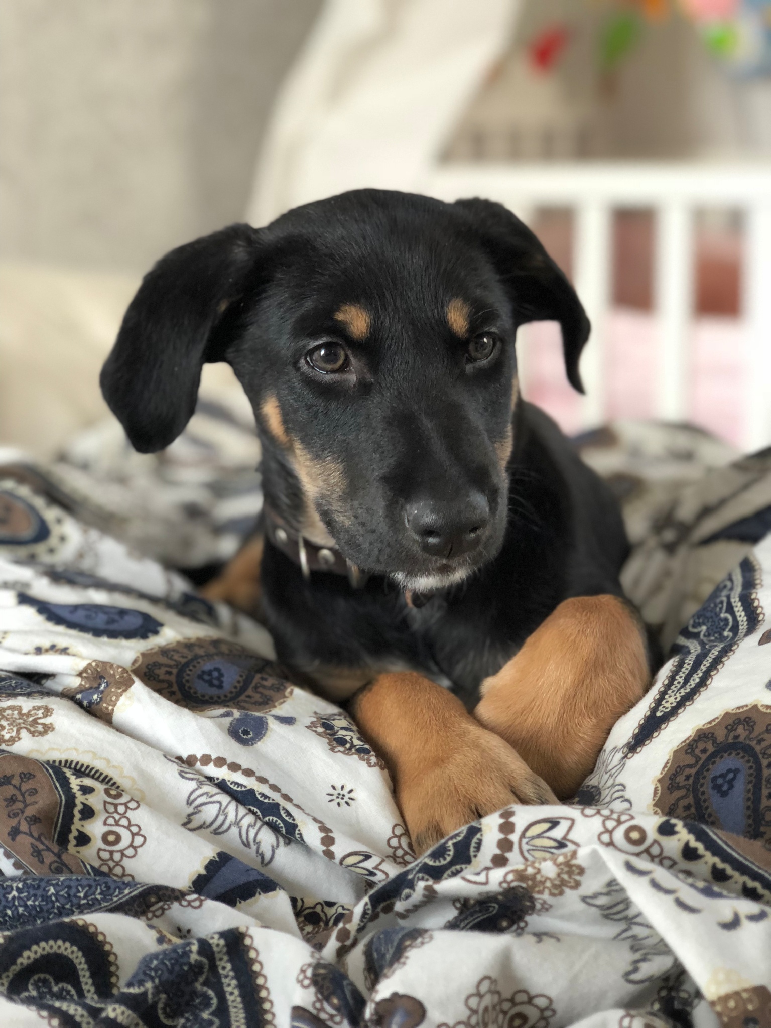 Valpar eller kattungar För de små har vi Getmjölk Farm Food De lite äldre leksaker!