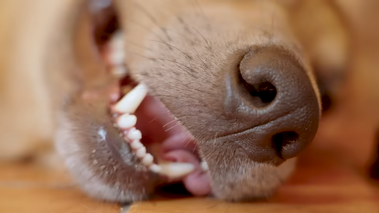 Tag hand om ögon, öron och tänder  