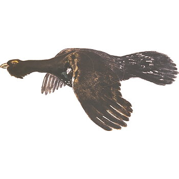 Jakt-tapet Flygande Tjäder