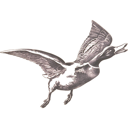 Jakt-tapet Flygande And
