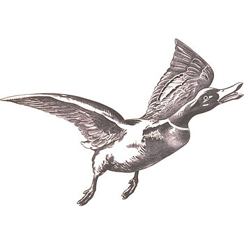 Jakt-tapet Flygande And