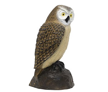 SRT Target 3D Little Screech Owl