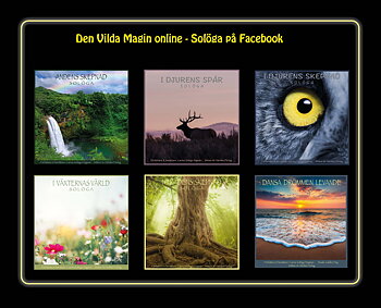 Den Vilda Magin online med Solöga på FB 