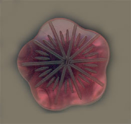 Pärlemor - Sakura (röd)