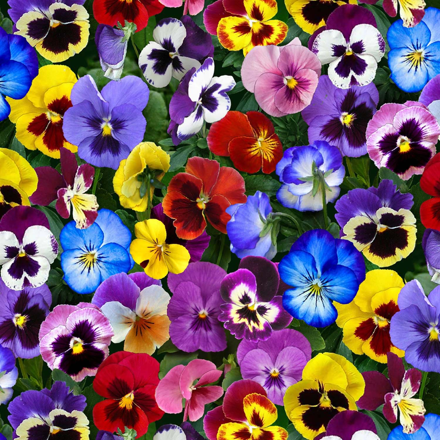 Tyg: Multi Pansies All Over