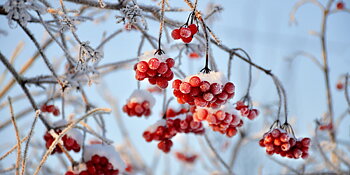 VINTER