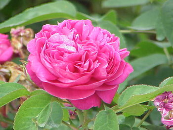 Royal Facial Oil More 30 ml - MARIA ÅKERBERG  Skogsro Lågpris hela tiden